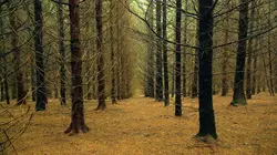 Le temps des forêts en streaming