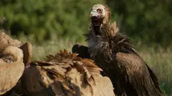 Le temps des vautours