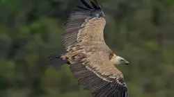 Sur France 5 à 21h56 : Le temps des vautours