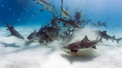 Le territoire des requins tueurs