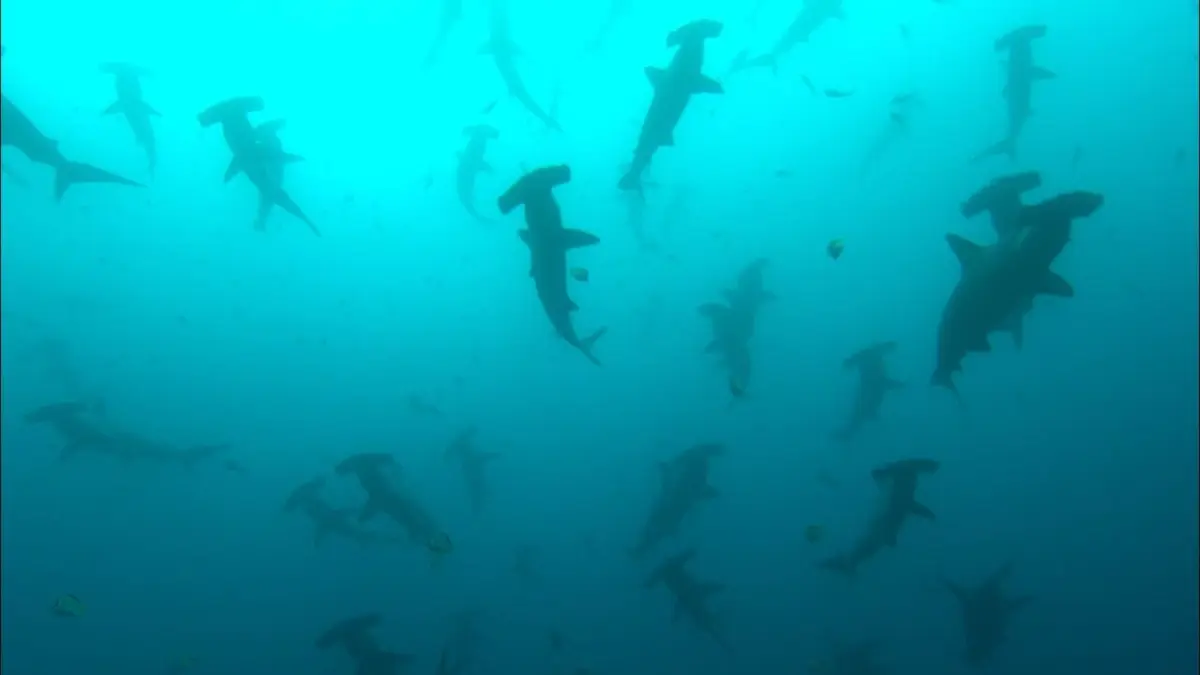 Le territoire des requins tueurs