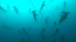 Visuel de Le territoire des requins tueurs