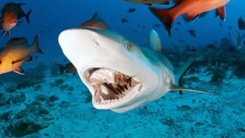 Le territoire des requins tueurs