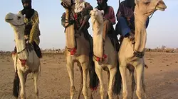 Le tiercé du désert