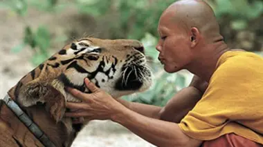Le tigre et le moine