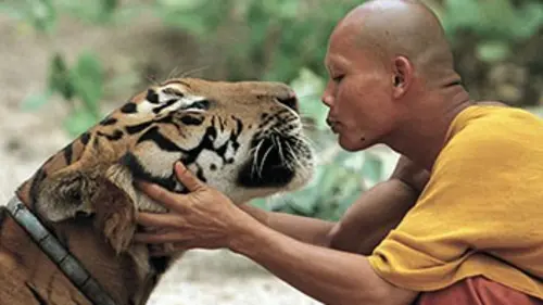 Le tigre et le moine