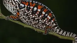 Visuel de Le tour du monde des caméléons