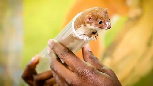 Le tour du monde des petites bêtes