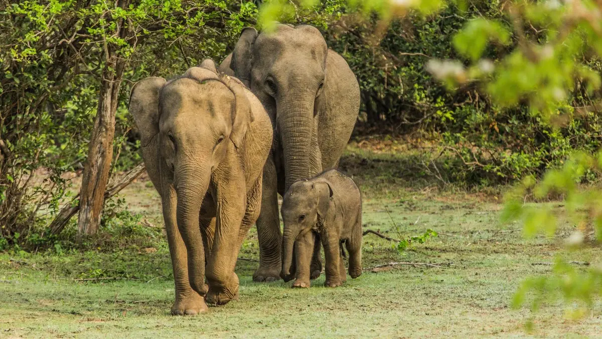 Le tournage d'un film animalier Les éléphants
