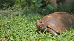Le trafic des tortues