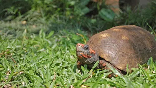 Le trafic des tortues