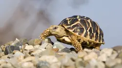 Le trafic des tortues