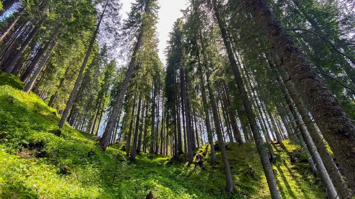 Le Trentin : Paradis naturel de l'Italie du Nord