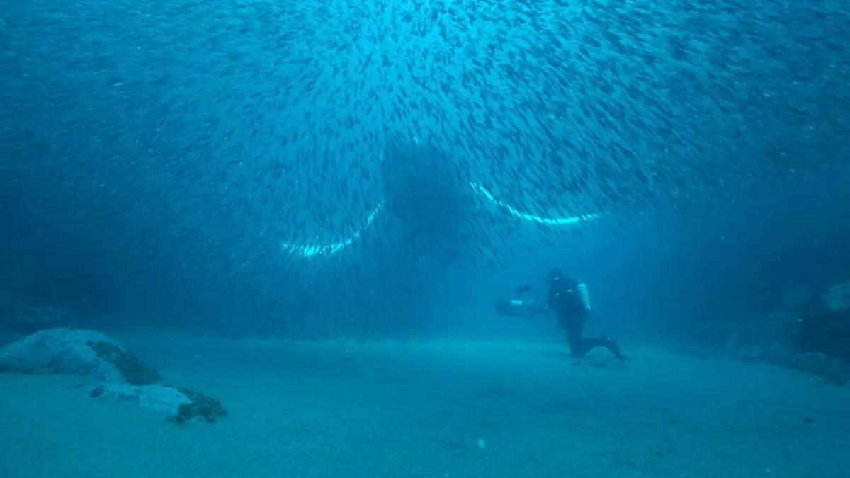 Le trésor de l'île de Terre-Neuve