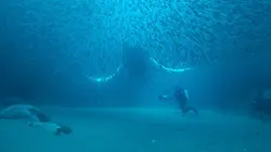 Le trésor de l'île de Terre-Neuve