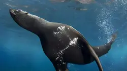 Le trésor de Robinson Crusoé