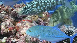 Visuel de Le triangle de corail