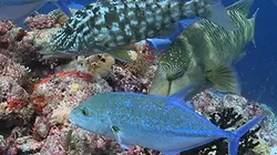 Visuel de Le triangle de corail