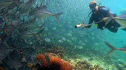 Visuel de Le triangle de corail