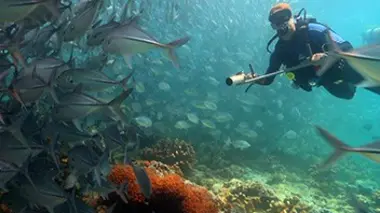 Un paradis en danger
