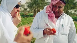 Visuel de Le triomphe de la tomate