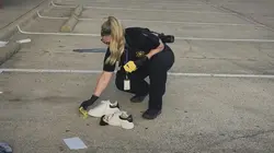 Le tueur d'hôtesses de l'air Le mauvais coupable ?