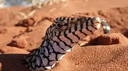 Visuel de Le varan