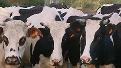 Sur La Chaîne parlementaire à 22h30 : Le veau, la vache et le territoire