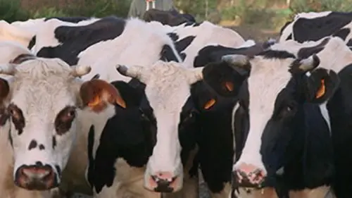Le veau, la vache et le territoire