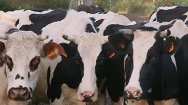 Le veau, la vache et le territoire Petit précis de biodynamie