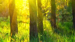 Le vent des profondeurs