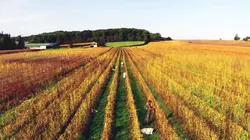 Le ventre de Toulouse