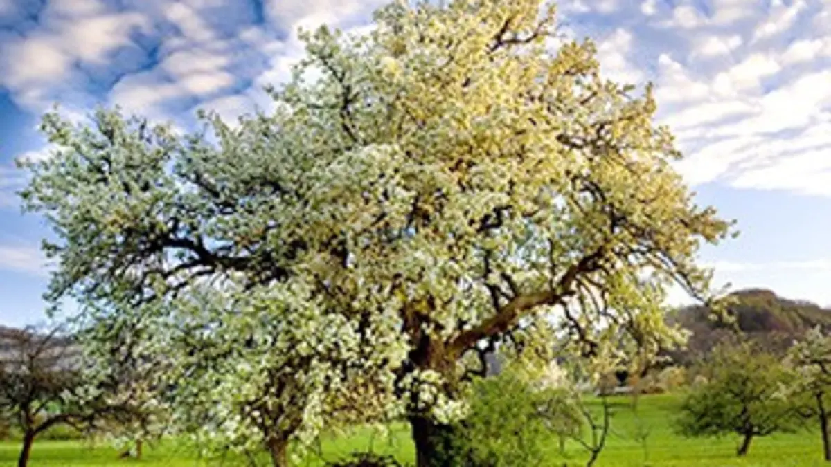 Le verger, carrousel de la vie