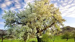 Visuel de Le verger, carrousel de la vie