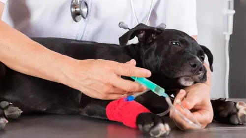 Le vétérinaire de Bondi Beach Fragile Puppy
