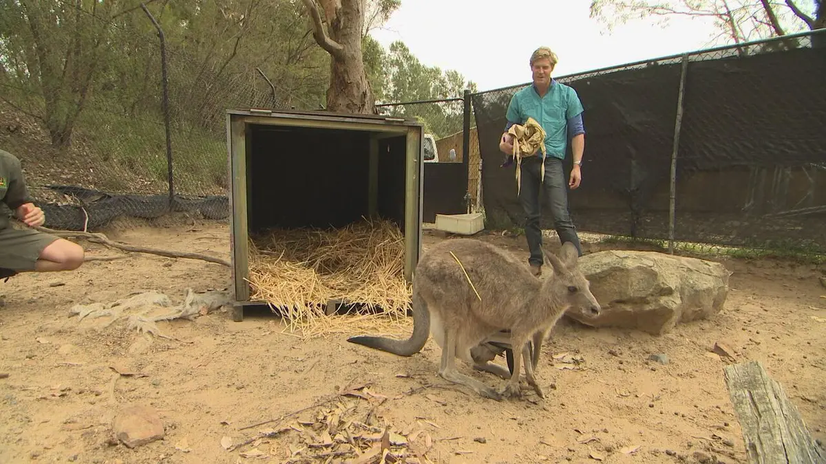 Le vétérinaire de Bondi Beach Tiger Toothache