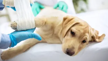 Le vétérinaire de Bondi Beach