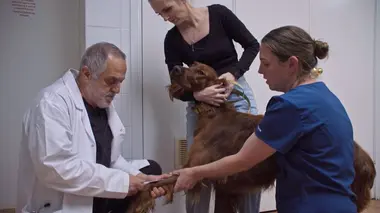 Le vétérinaire de Bondi Beach