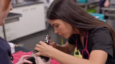 Le vétérinaire de Bondi Beach