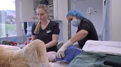 Le vétérinaire de Bondi Beach