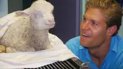 Le vétérinaire de Bondi Beach  S08E10 Chirurgies canines