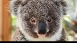 Le vétérinaire de Bondi Beach S04E08 Un chiot en garde à vue