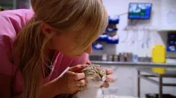Le vétérinaire de Bondi Beach S04E08 Un chiot en garde à vue