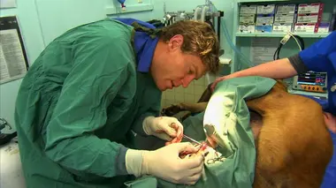 Un chiot en très mauvaise posture