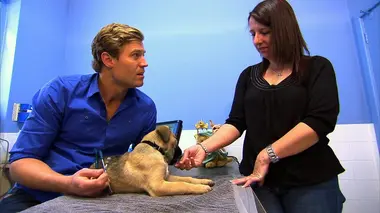 Le vétérinaire de Bondi Beach