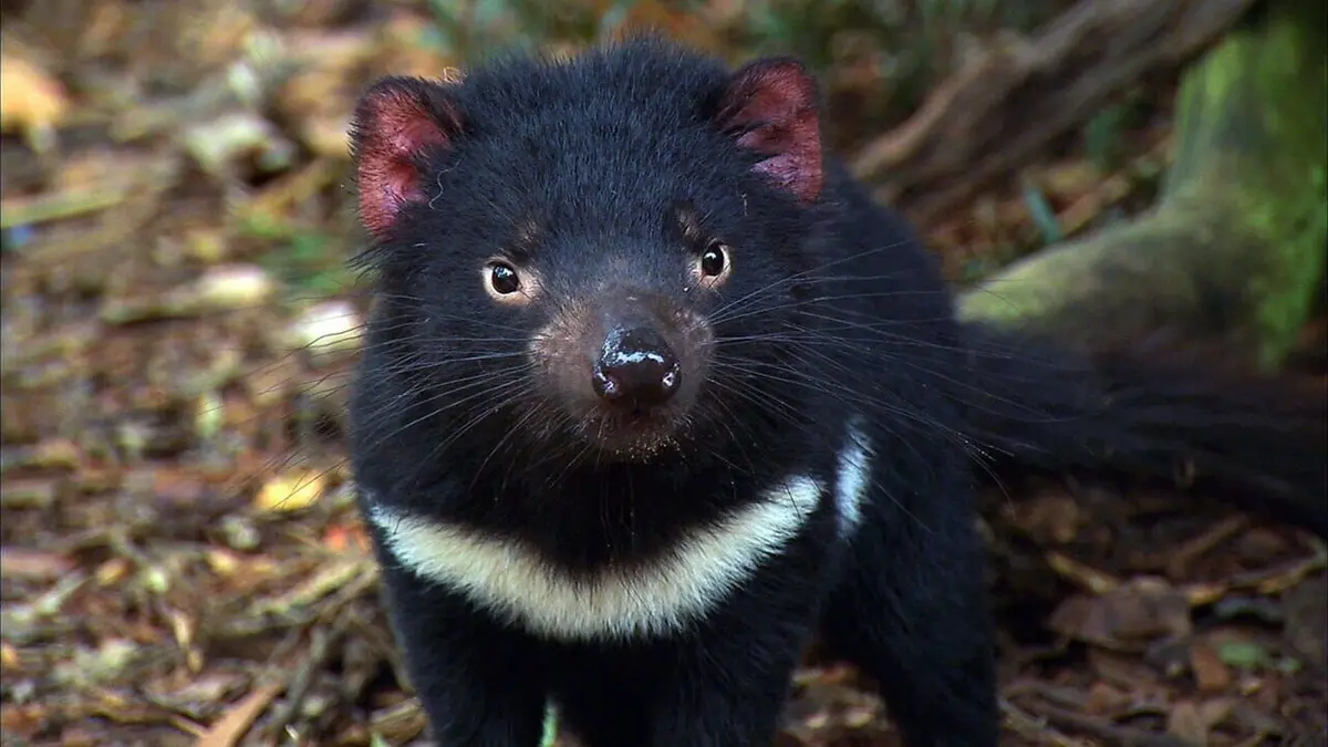 Le vétérinaire de Bondi Beach