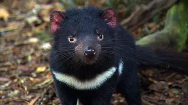 Le vétérinaire de Bondi Beach