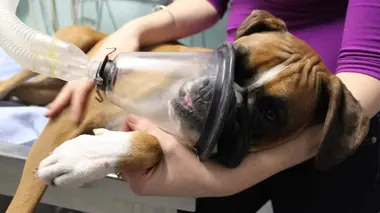 Le vétérinaire de Bondi Beach