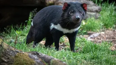 Le vétérinaire de Bondi Beach