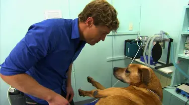 Le vétérinaire de Bondi Beach